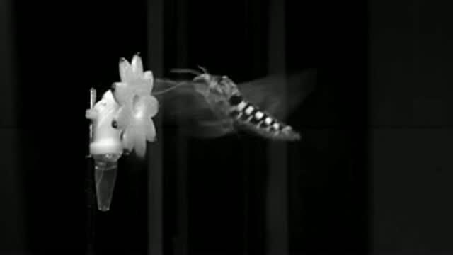 How the Hawkmoth Tracks Flowers