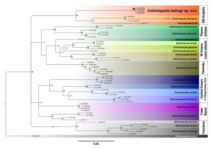 Bayesian inference phylogenetic tree based on mitochondrial COI sequences of Dolichopoda species
