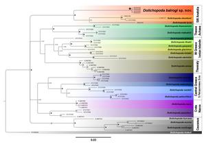 Bayesian inference phylogenetic tree based on mitochondrial COI sequences of Dolichopoda species