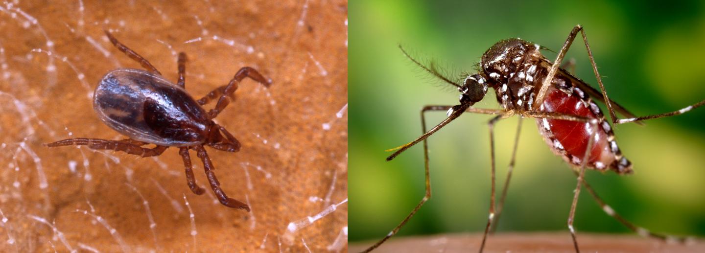 Blacklegged Tick and Yellowfever Mosquito