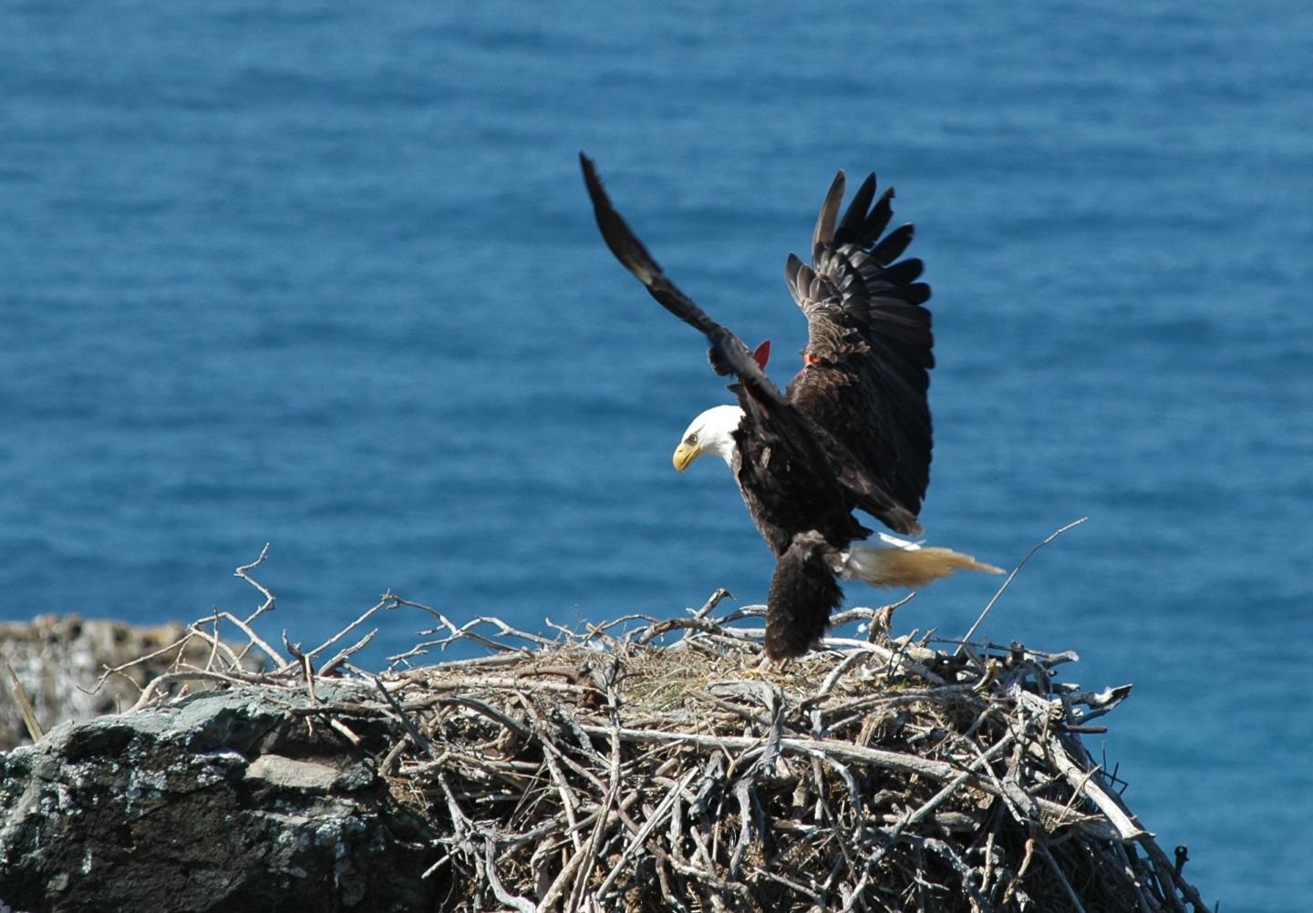Reintroduced Bald Eagle