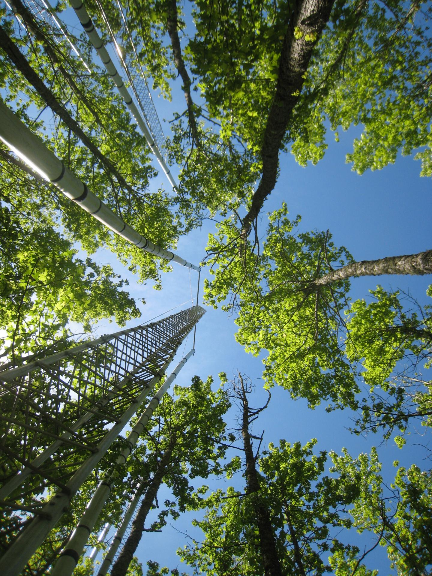 Ecology -- When Air Becomes Wood