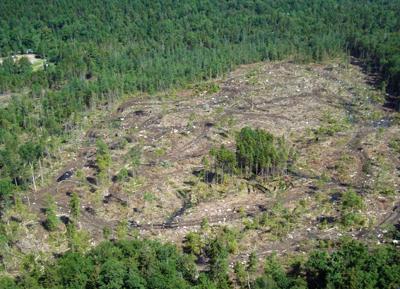 Adirondack Logging
