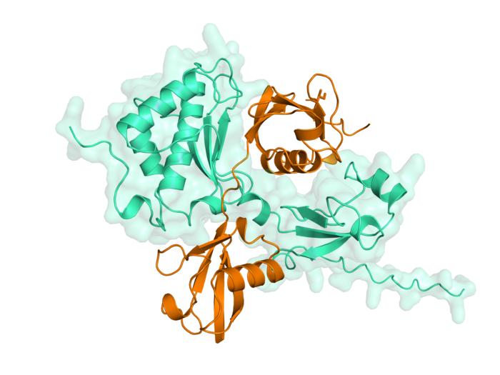 Image 1 - Part of the SPRTN enzyme that binds to ubiquitin chains