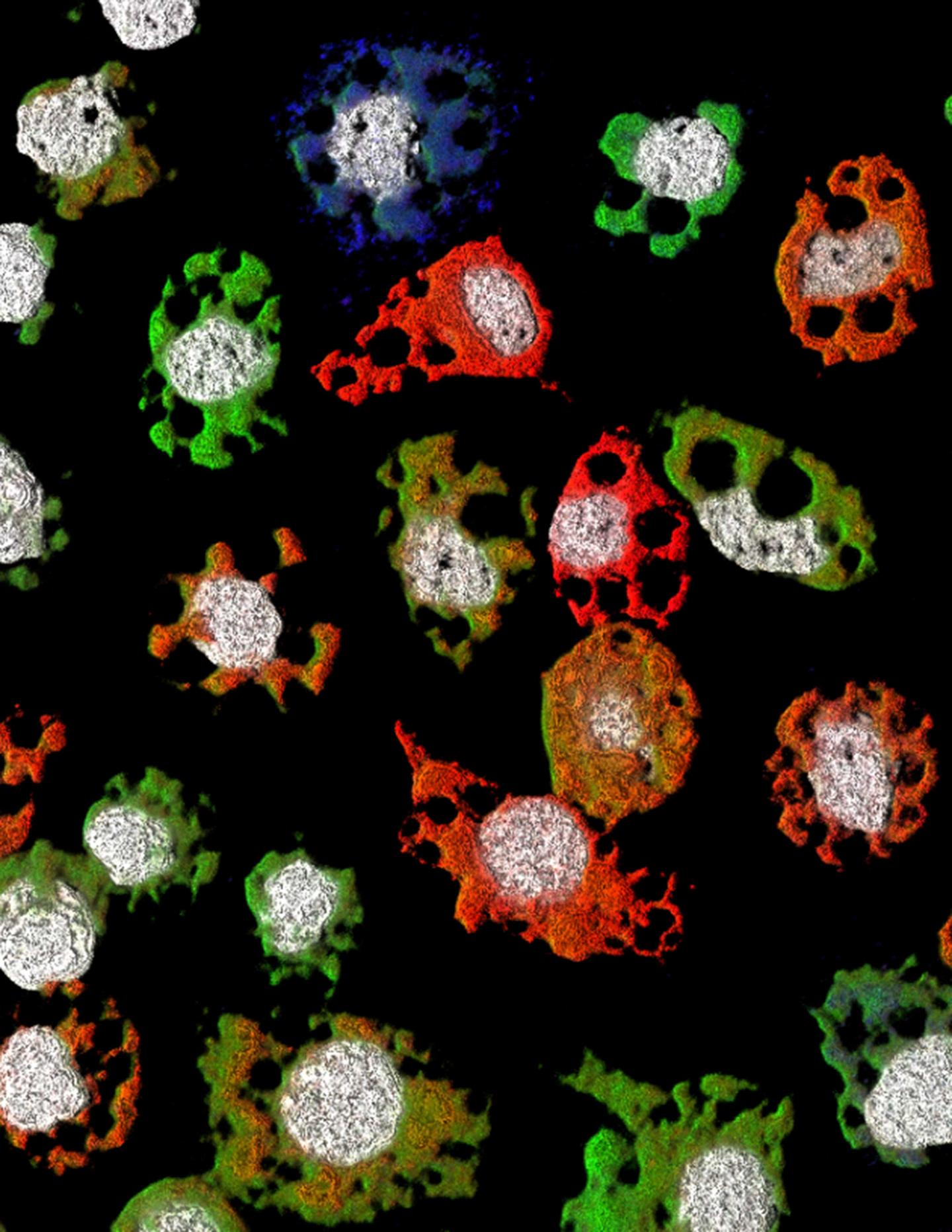 Multicomponent Animal Virus