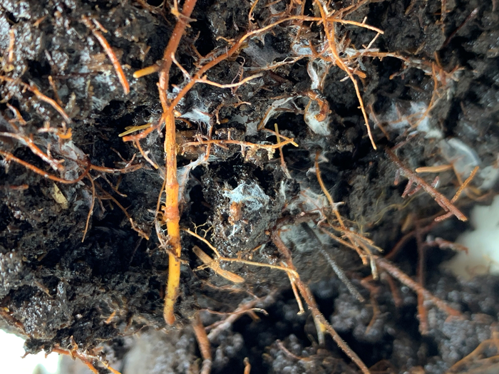 Climate – Getting to the root