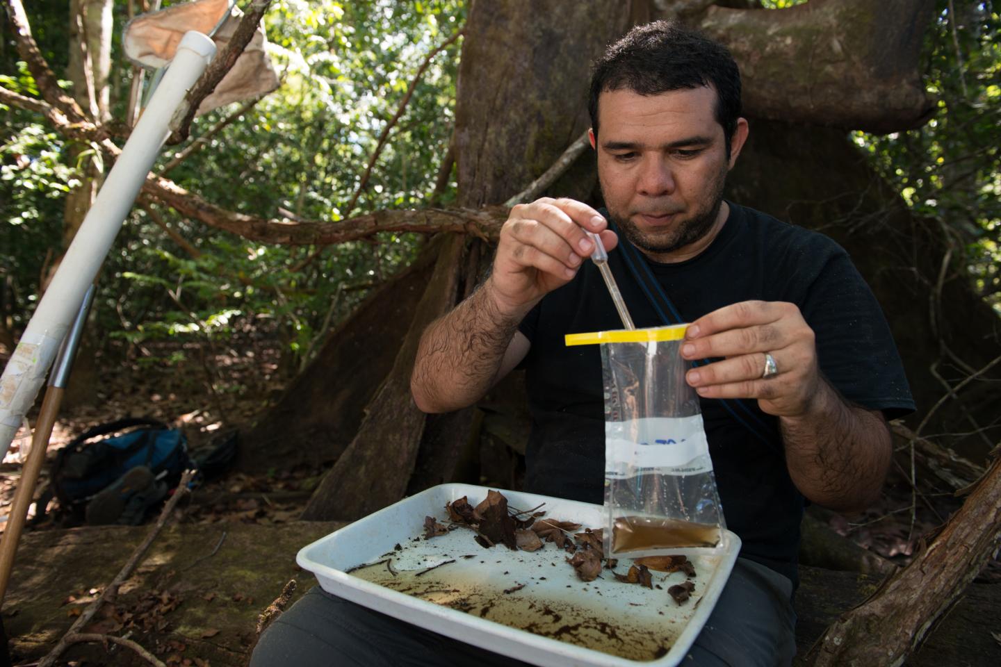 Bioblitz Mattson RAW, Smithsonian Tropical Research Institute 