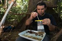 Bioblitz Mattson RAW, Smithsonian Tropical Research Institute 