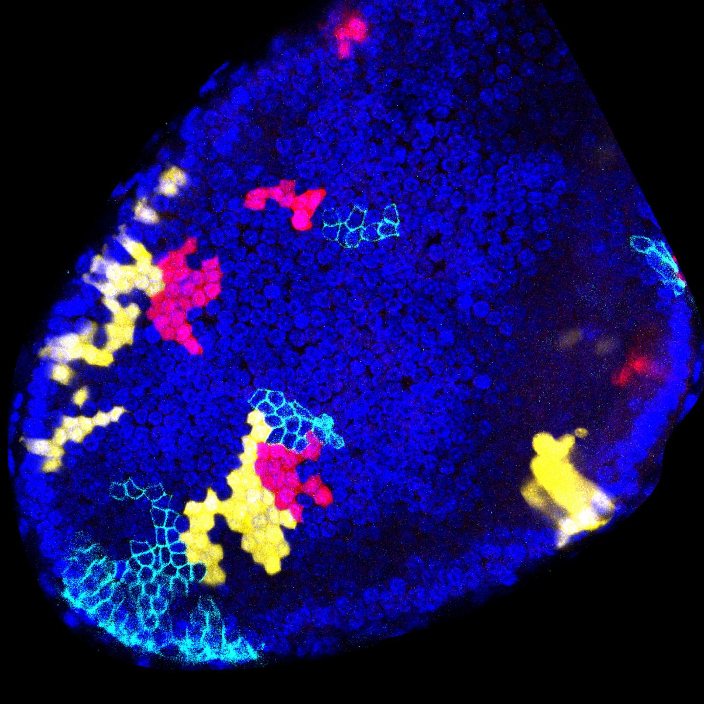 Blanpain Genes & Development : Prostate