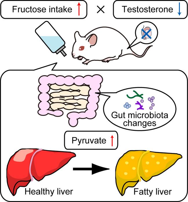 Mouse model in Castration/Fructose group