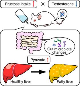 Mouse model in Castration/Fructose group