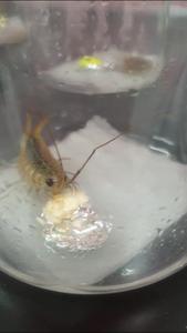 Wharf roach consuming EPS