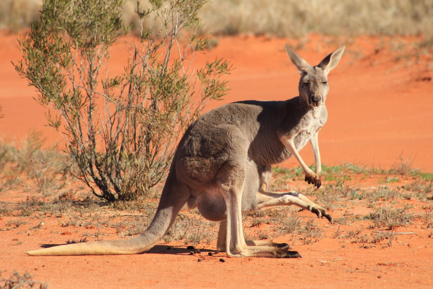 Kangaroo