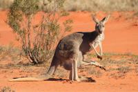 Kangaroo