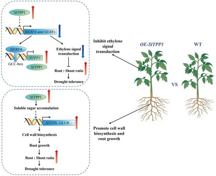 A proposed model of SlTPP1 enhances drought tolerance by modulating the root/shoot ratio (R/S) in tomato.