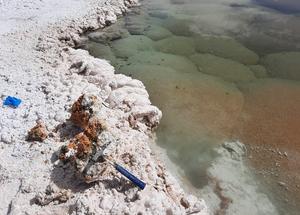 Stromatolites