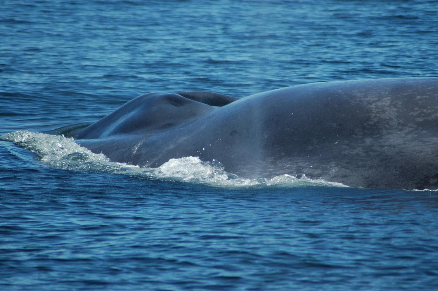 Isabela the Blue Whale