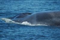Isabela the Blue Whale