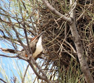 Unselfish Bird: Chestnut-crowned Babbler