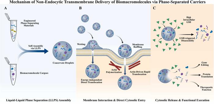 Mechanism of non-endocytic transmembrane delivery of biomacromolecules via phase-separated carriers