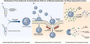 Mechanism of non-endocytic transmembrane delivery of biomacromolecules via phase-separated carriers