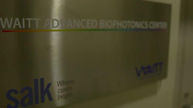Salk scientists discover why microprotein PIGBOS has major implications for disease