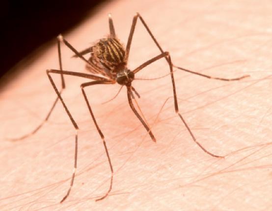 An <em>Aedes japonicus</em> Mosquito