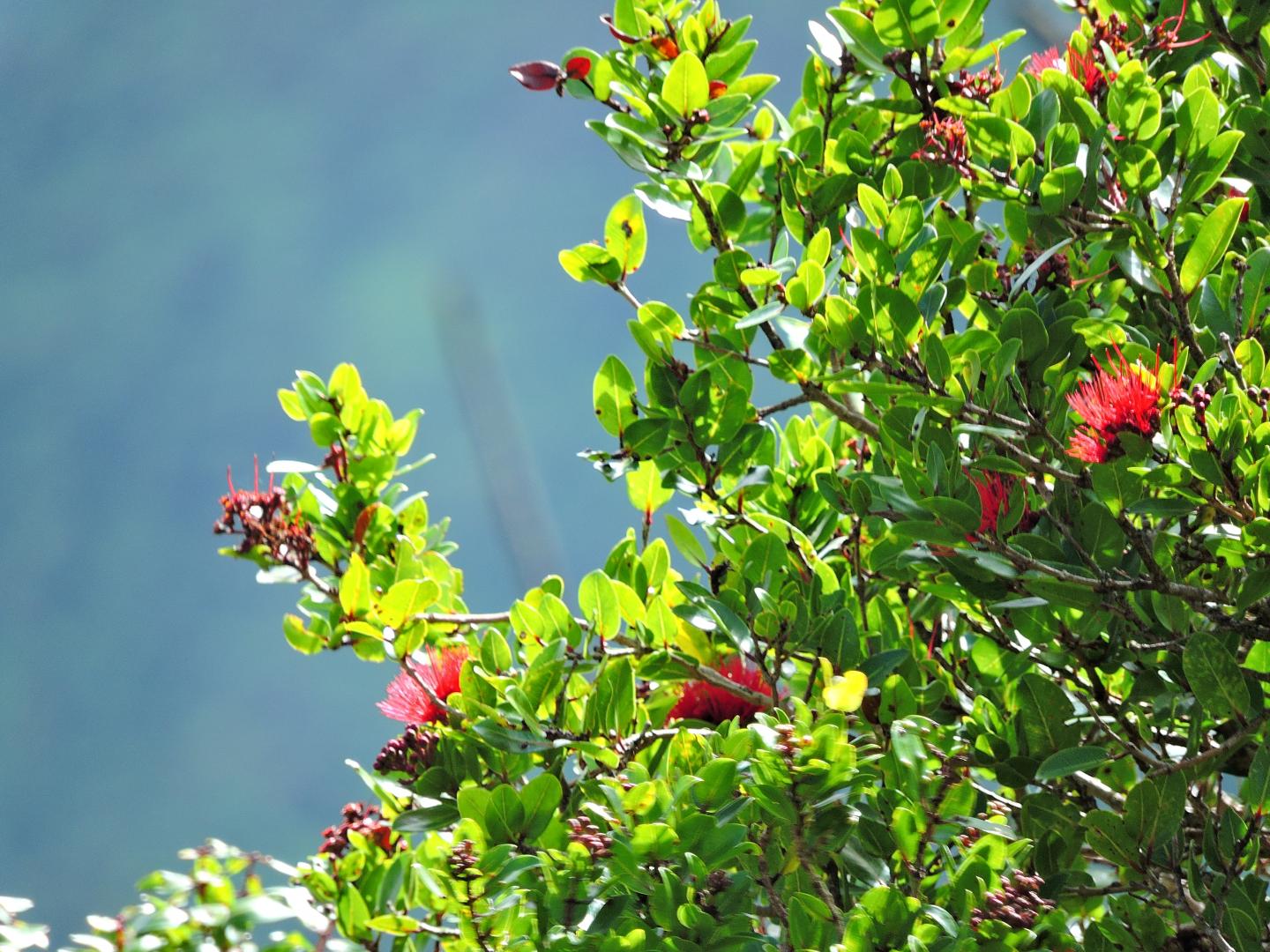 &#1054;&#772;hi'a Tree