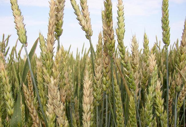 Fusarium Head Blight on Wheat
