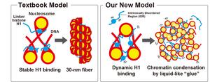 Revising the model of H1 binding and chromatin compaction