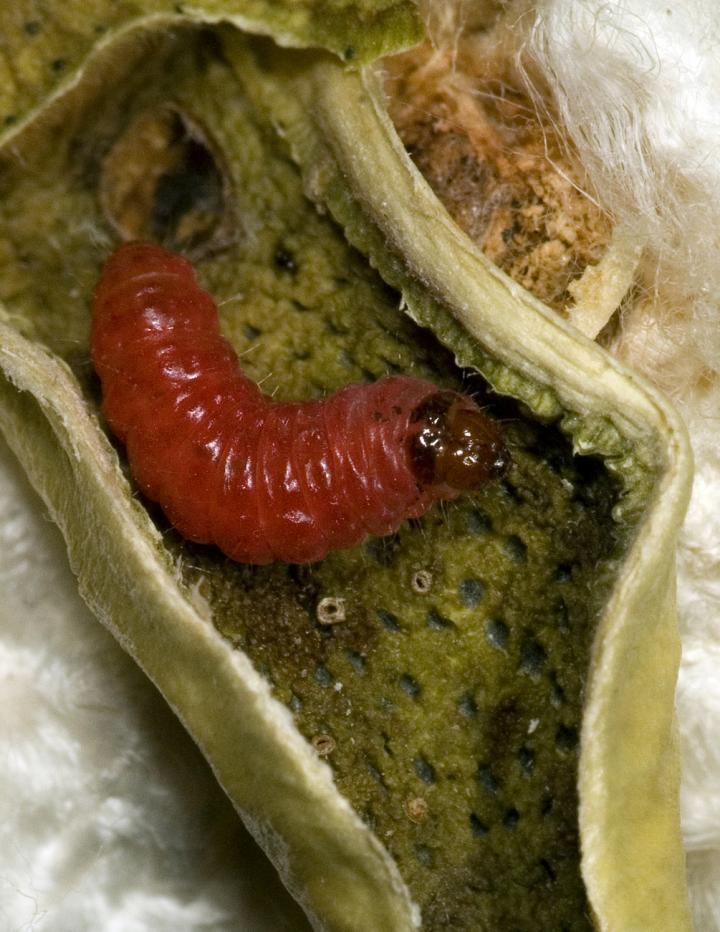 Pink Bollworm