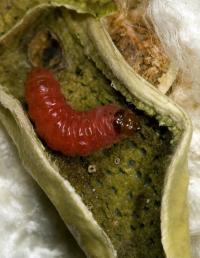 Pink Bollworm