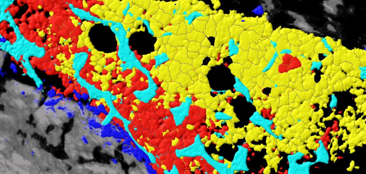 Conceptual Bone Marrow Environment