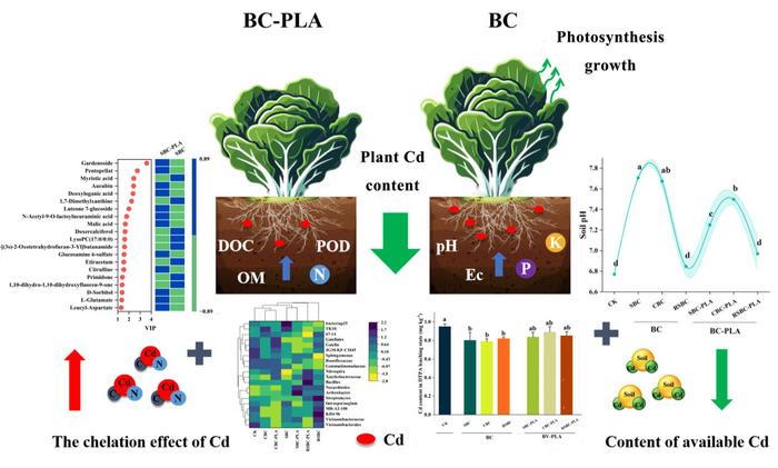 Biodegradable microplastics coupled with biochar enhance Cd chelation and reduce Cd accumulation in Chinese cabbage