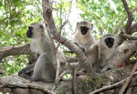 Group of Vervet Monkeys