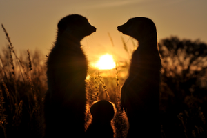 Meerkat Babysitters