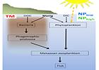 Terrestrial Run-off Increases Methylmercury Accumulation in Aquatic Ecosystems (10 of 12)