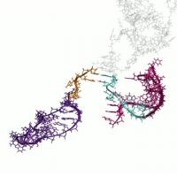 RNA Folding