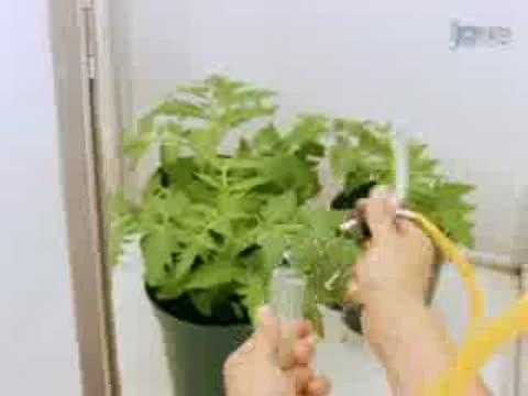 'Transmitting Plant Viruses Using Whiteflies'