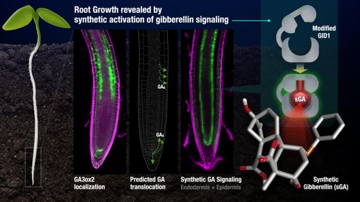 A synthetic hormone switch reveals how root cell layers work together