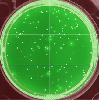 Cells