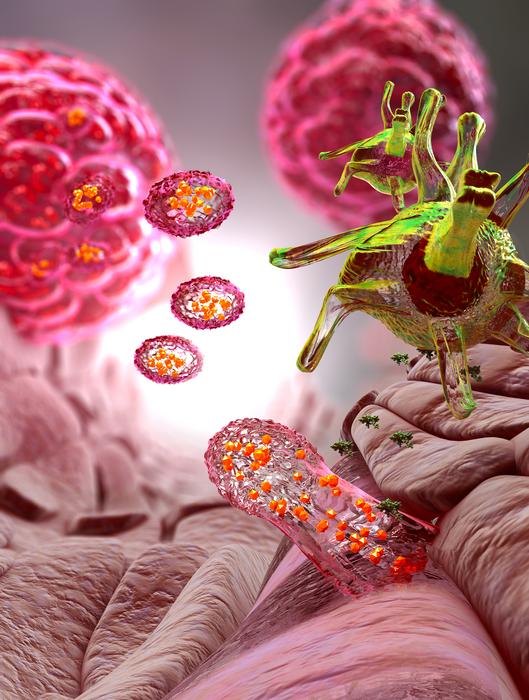 Engineered dendritic cells (right) acquire tumor-derived extracellular vesicles that contain cancer antigens (left), stimulating anti-tumor immunity.