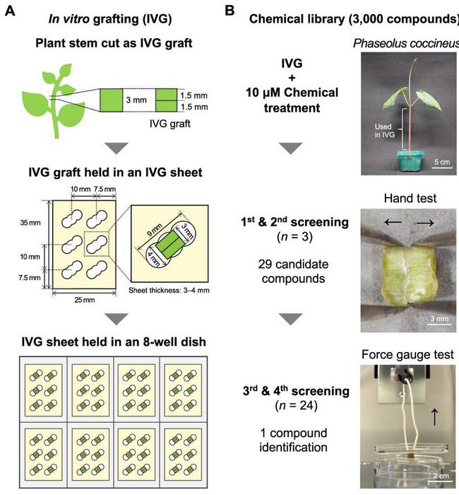 Chemical screening for graft-promoting molecules using an IVG system.