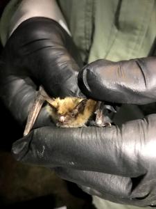 Myotis thysanodes