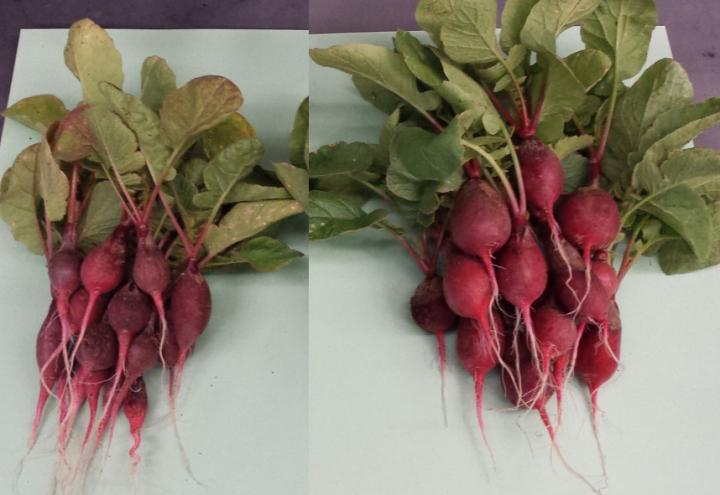 A 'Bionic Leaf' Could Help Feed the World