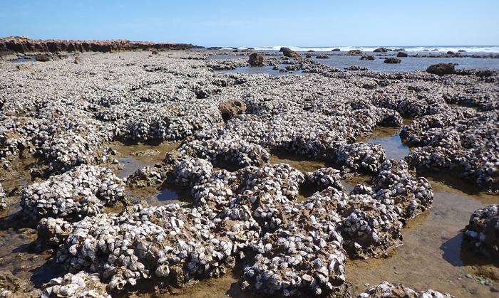 An oyster reef at Point Quobba, WA, formed by Saccostrea scyphophilla