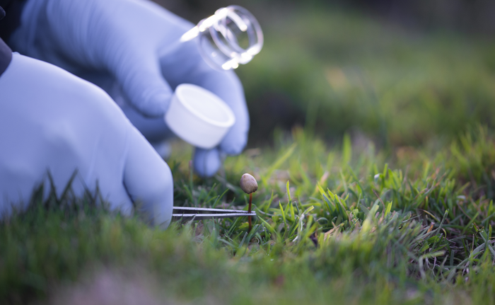 Sampling fungi