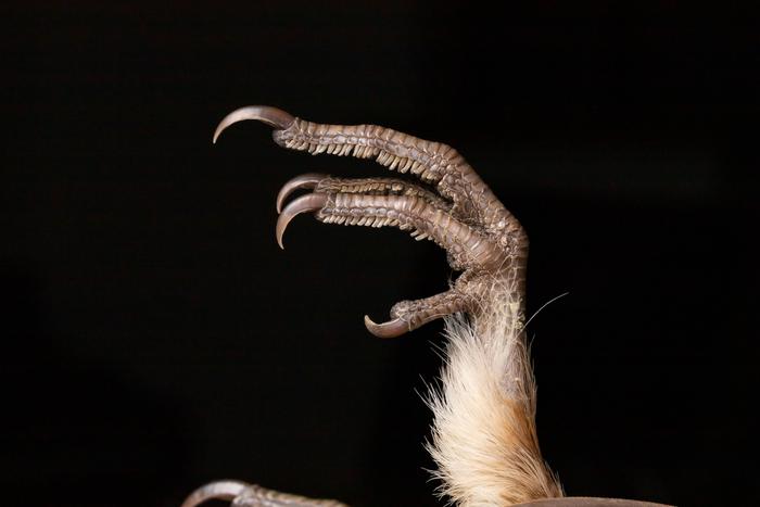 Ruffed grouse foot