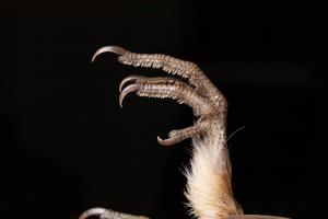 Ruffed grouse foot