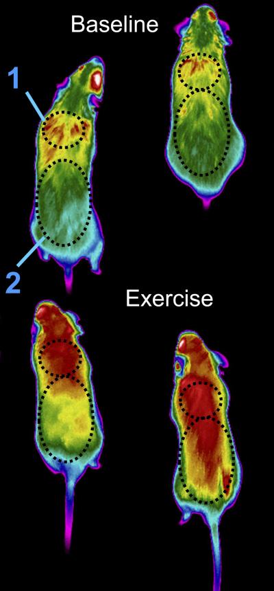 K<sub>ATP</sub> Channels Control Body Heat